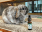 CBD Oil For Pets