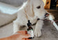 CBD Oil For Pets